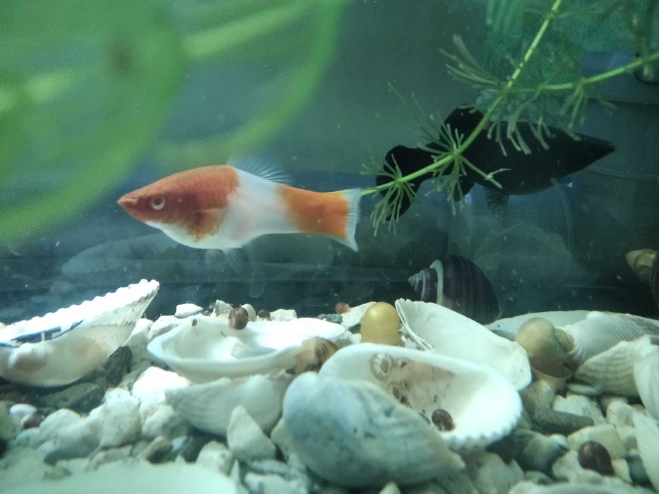 Аквариумна рибка  гуппі, меченосець, золоті. Пересилаю