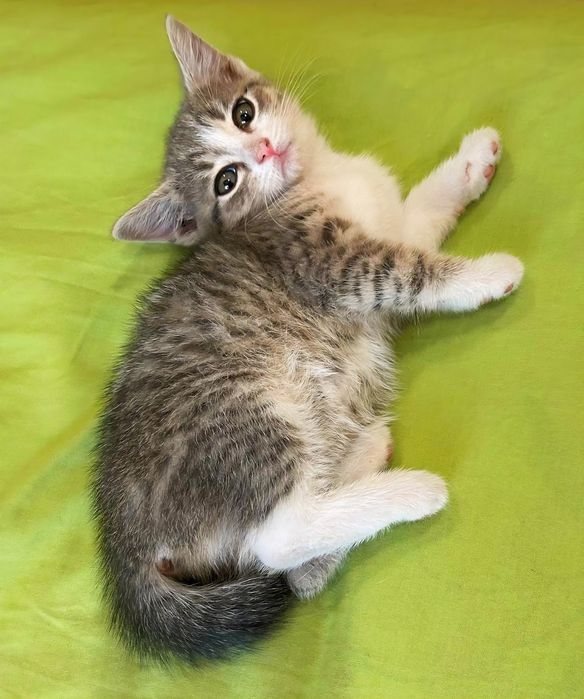 Кошенятка шукають дім