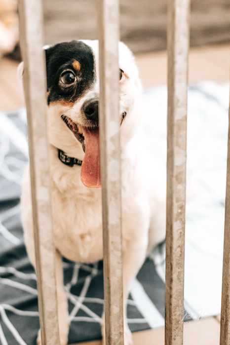 Merlot, mini piesek do adopcji