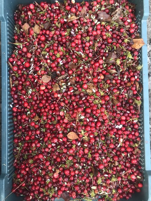 Клюква Журавлина ТОП.