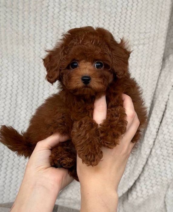 Чарівна дівчинка насичена ред браун