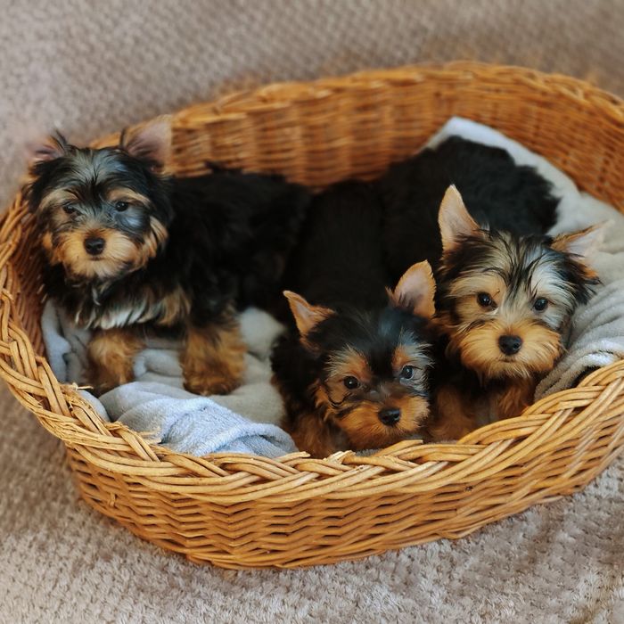 Yorkshire terrier piesek