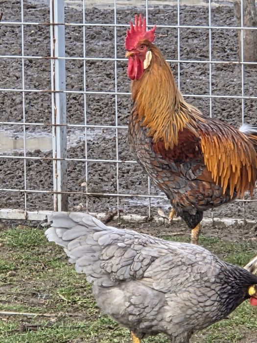 Koguty włoszki włoszka kuropatwiane porcelanowe