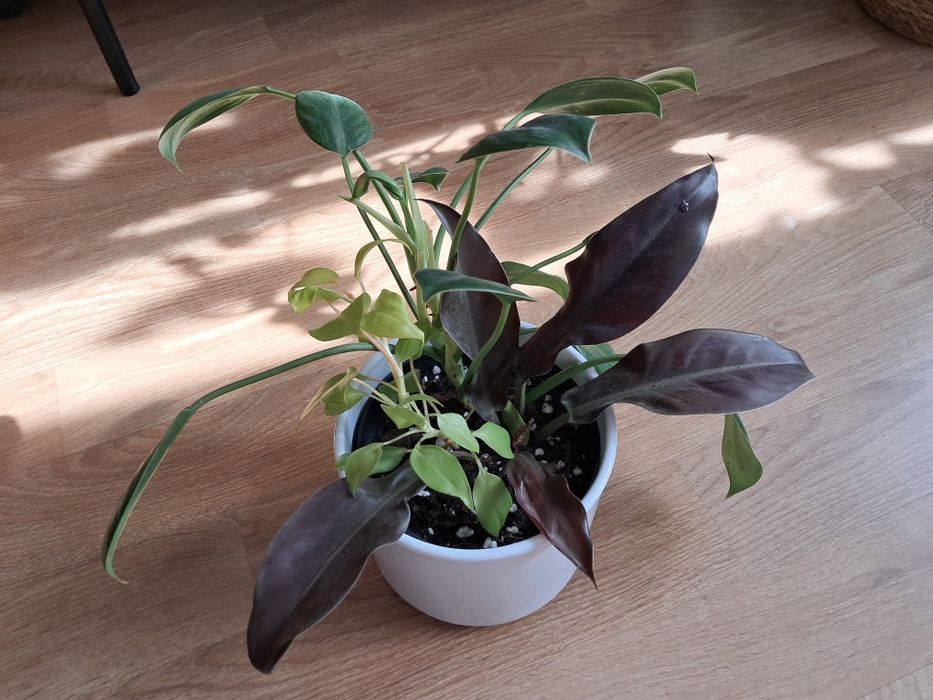 Philodendron, filodendron