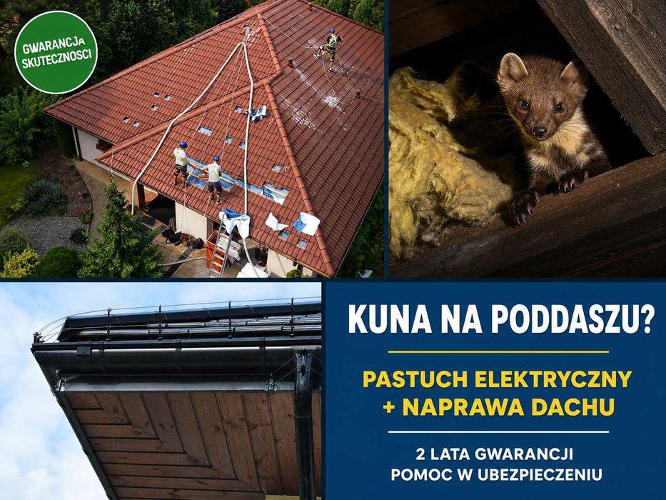 Kuna na poddaszu pastuch i naprawa dachu pomoc ubezpieczenie Białystok