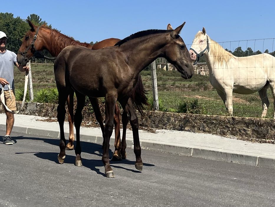 Poldra lusitana baia escura 5 meses