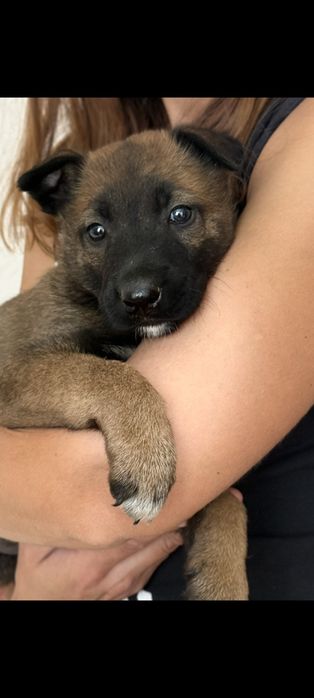 Цуценята Бельгійської вівчарки (Малінуа)