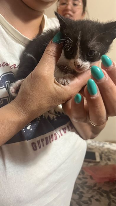Gatinhos para adoção