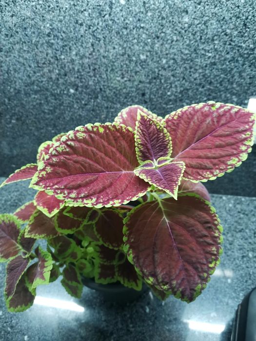 Planta viçosa cóleus - "Coração magoado"