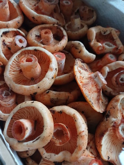 Rydze na sprzedaż zamówienie indywidualne 1kg i więcej