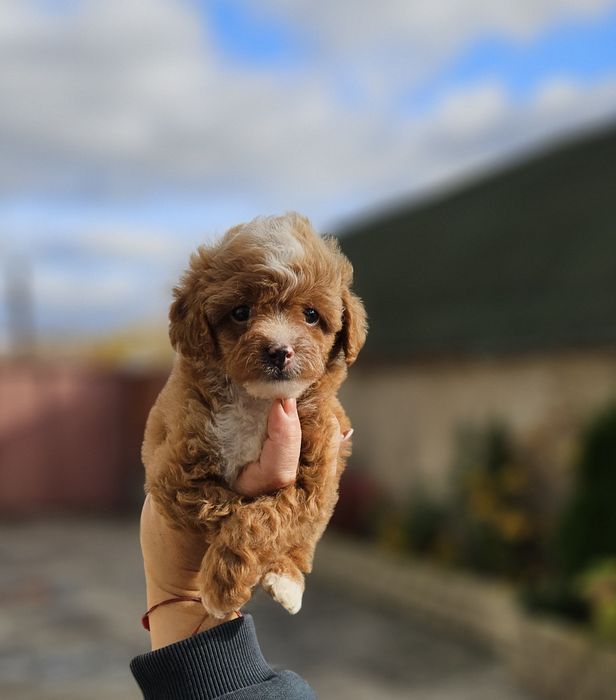 Девочка  красавеца мальтипу 2мес