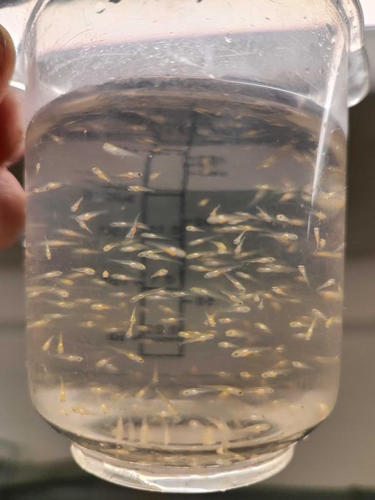 wylęg karpia koi po japońskich tarlakach,karaś kolor,jesiotr,lin,karp