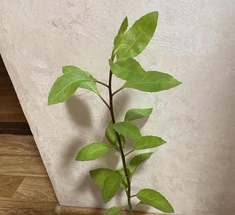 Гінура  (Джинура) "Листя Бога"