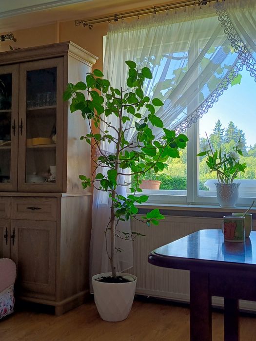 Róża Chińska piękna duża