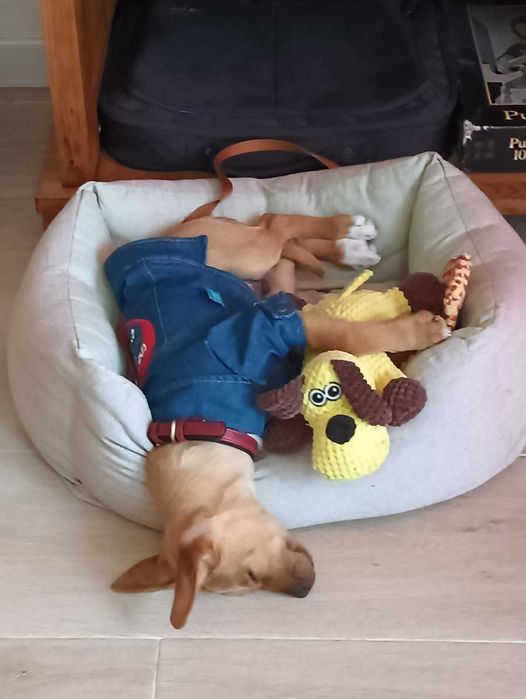 Dou cãozinho dócil pois vou para fora de Portugal