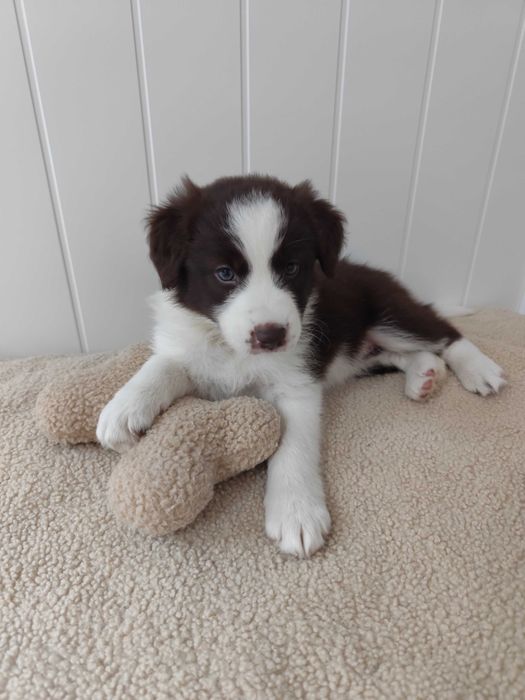 Border collie. Szczeniak. Suczka. Badania.