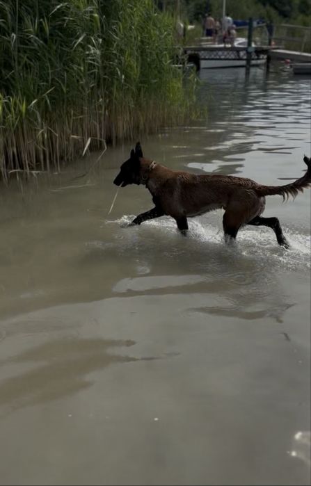 Owczarek belgijski malinois