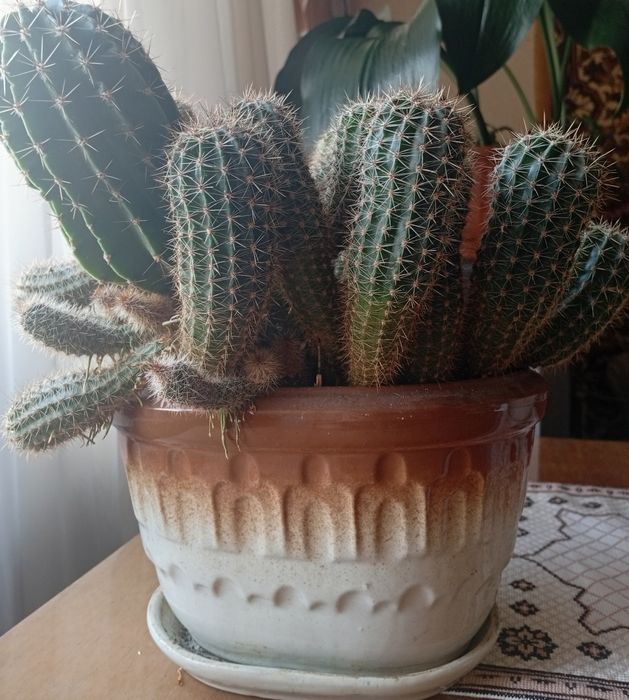 Вазони   Кактуси