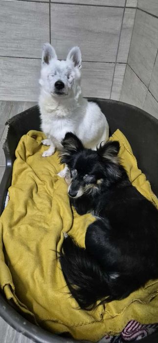 Para dzielnych, malutkich piesków do adopcji