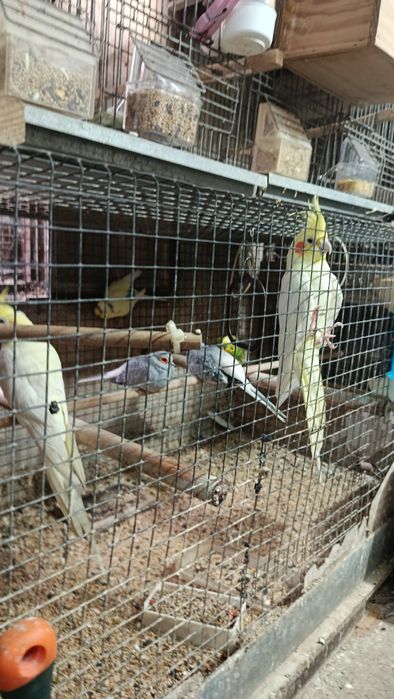 Para cedência duas rodas diamante penso que seja um casal