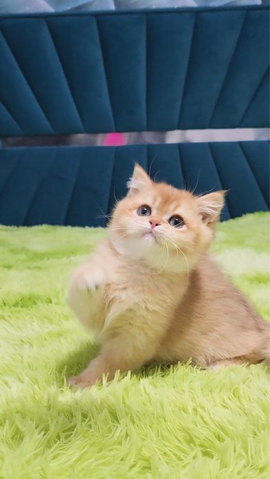 Британський хлопчик ny12