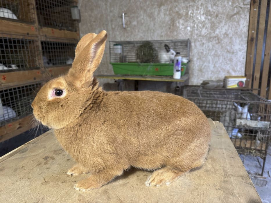 Króliki burgundzkie