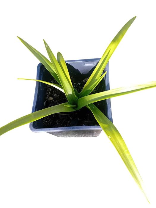 Ornithogalum (Beijinhos de Mae) lote de 5 plantas