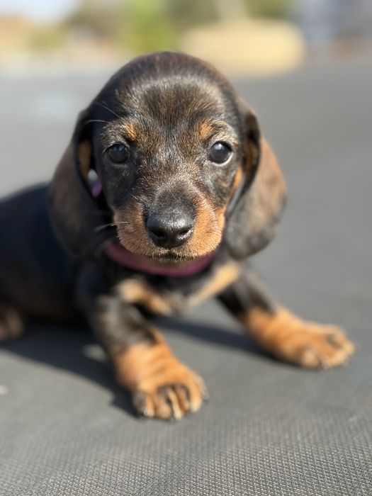 Linda cachorrinha Teckel com LOP