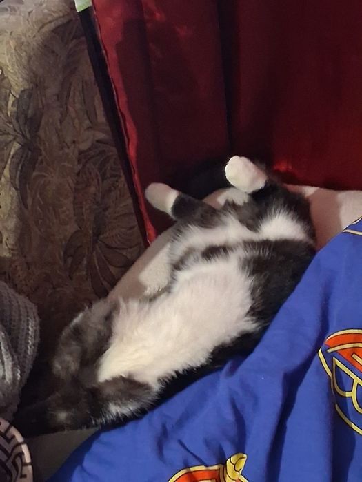 Візьму котика чорно білого