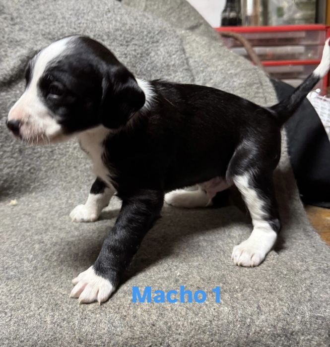 Vendo Cocker Spaniel