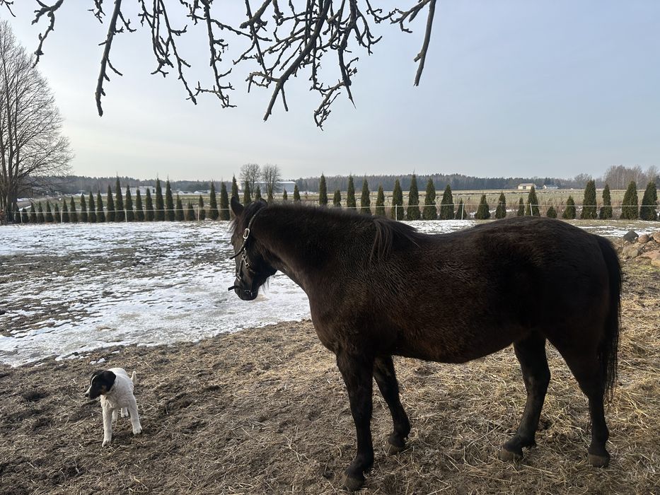 Koń rasy huculskiej
