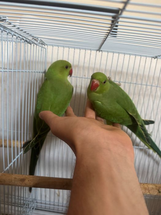 Bébés de Ring neck verde
