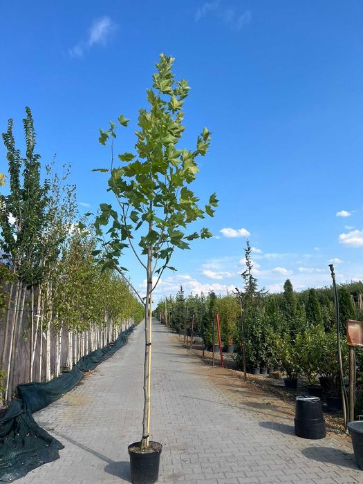 Platan klonolistny Platanus acerifolia - okazałe drzewa alejowe
