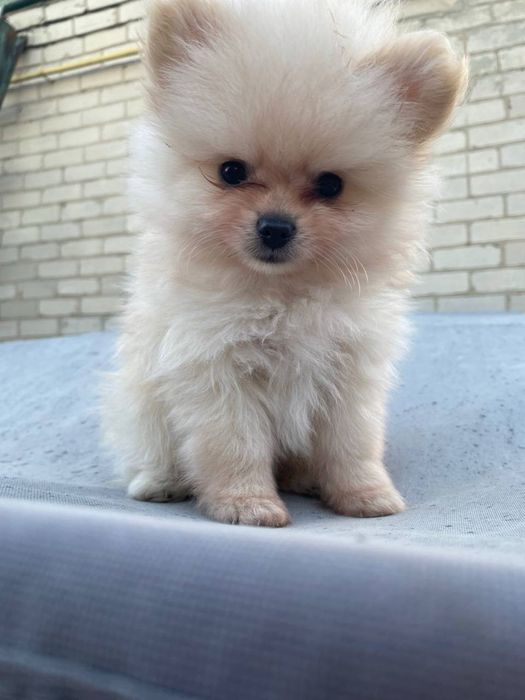 Продам щенков шпица