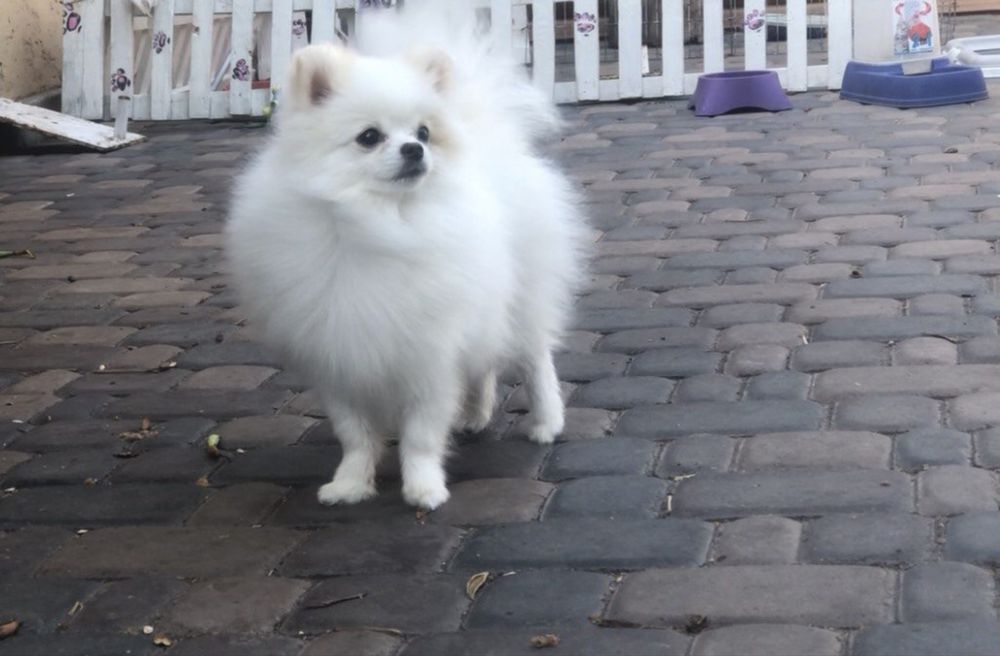 Красунчик хлопчик пів року