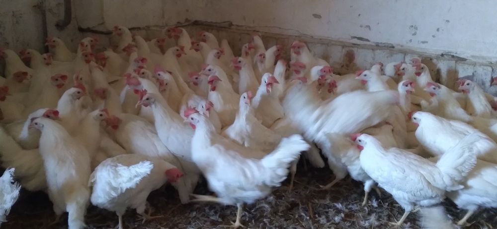 Kury Nioski Leghorn 24 tygodni! Wysyłka!