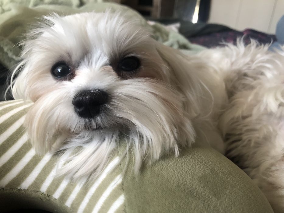 Міні мальтезе