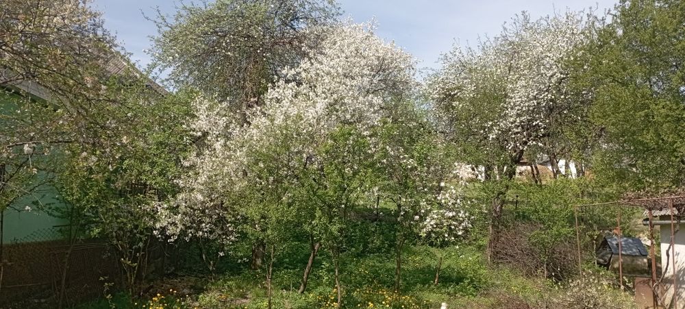 Вартість знижено! Продамо будинок Голубине Закарпаття курорт Поляна