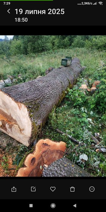 Продам ясінь свіжоспиляний товщинаив стовбурі 1 метр довжина 6 иетрівм