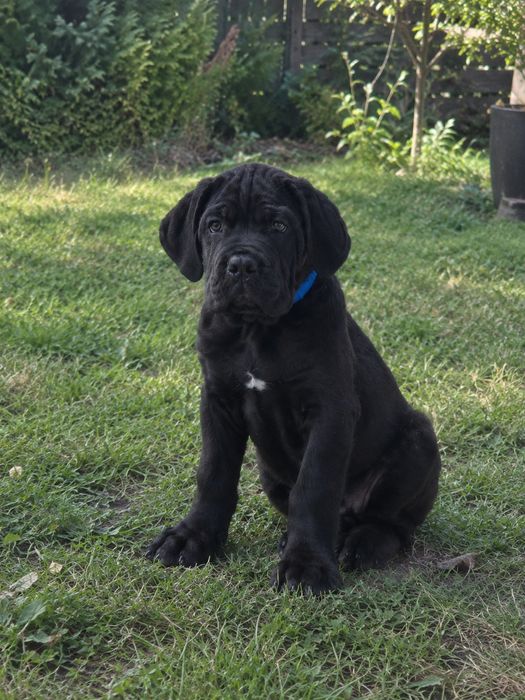 Cane Corso Italiano czarny pies