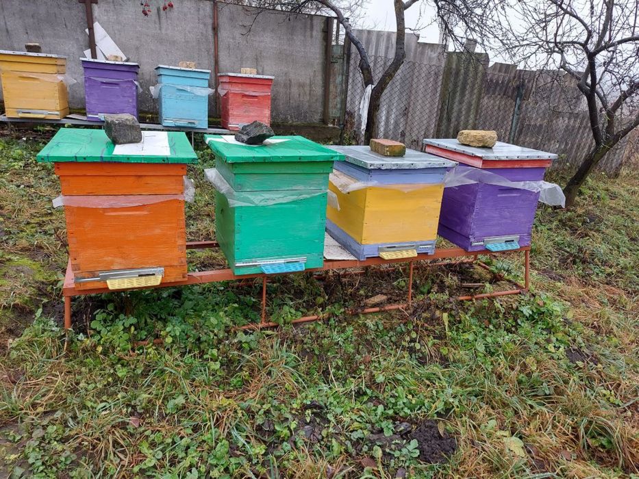 Продам бджолосімʼї,бджоло пакети