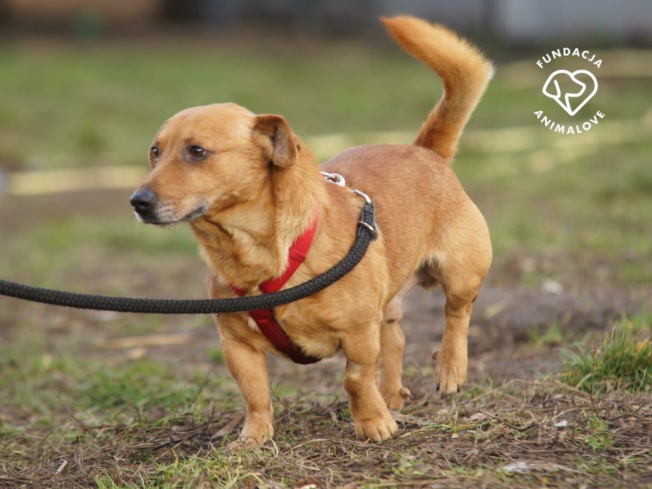 Cudowny i radosny mały psiak w typie jamnika