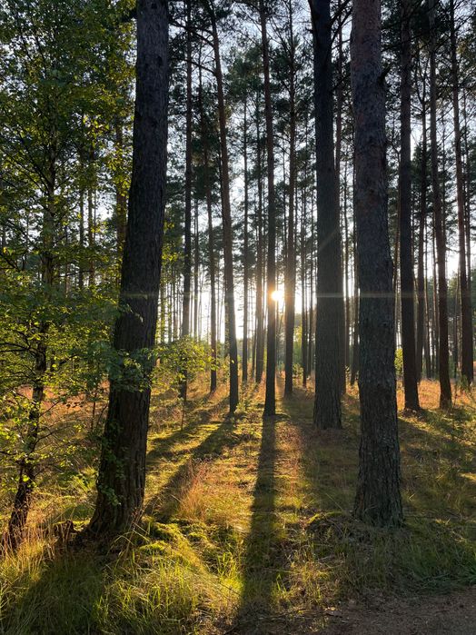 Domek na wynajem w lesie z jacuzzi – Tiny House Bory Tucholskie