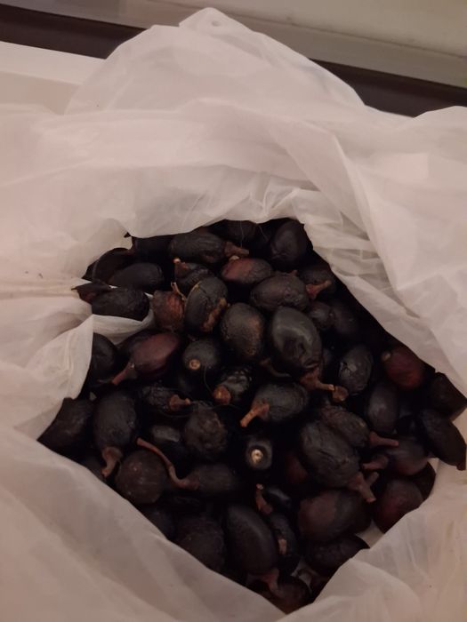 Sementes de louro frescas