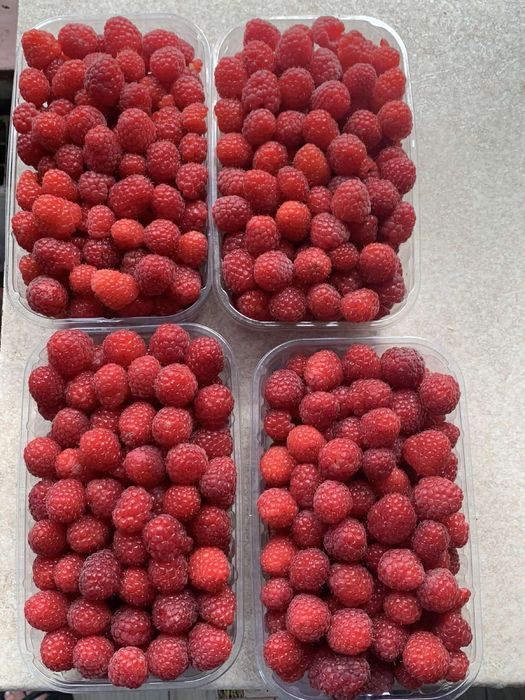 Сортові садженці малини  ремонтантрих сортів !