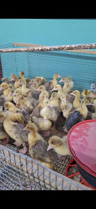 Gęsi młode kołudzkie