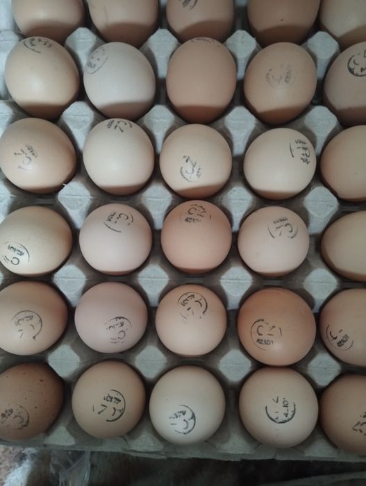 Інкубаційне яйце RЗ 3