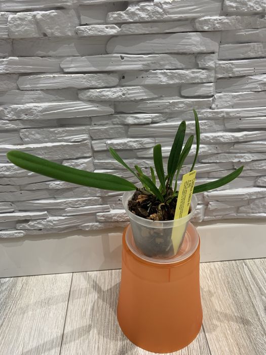 Орхідея Cattleya Luteola 4N x sib гарнюща