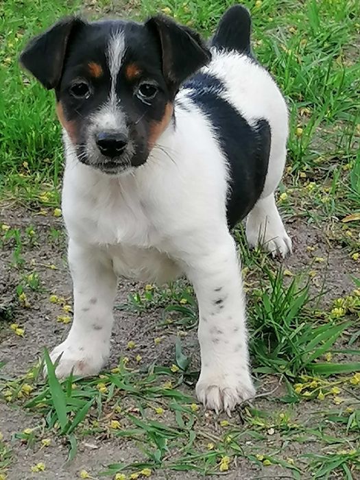 Jack russell terrier