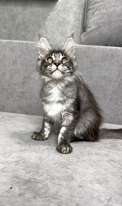 Харизматична дівчинка мейнкун чорний мармур на сріблі